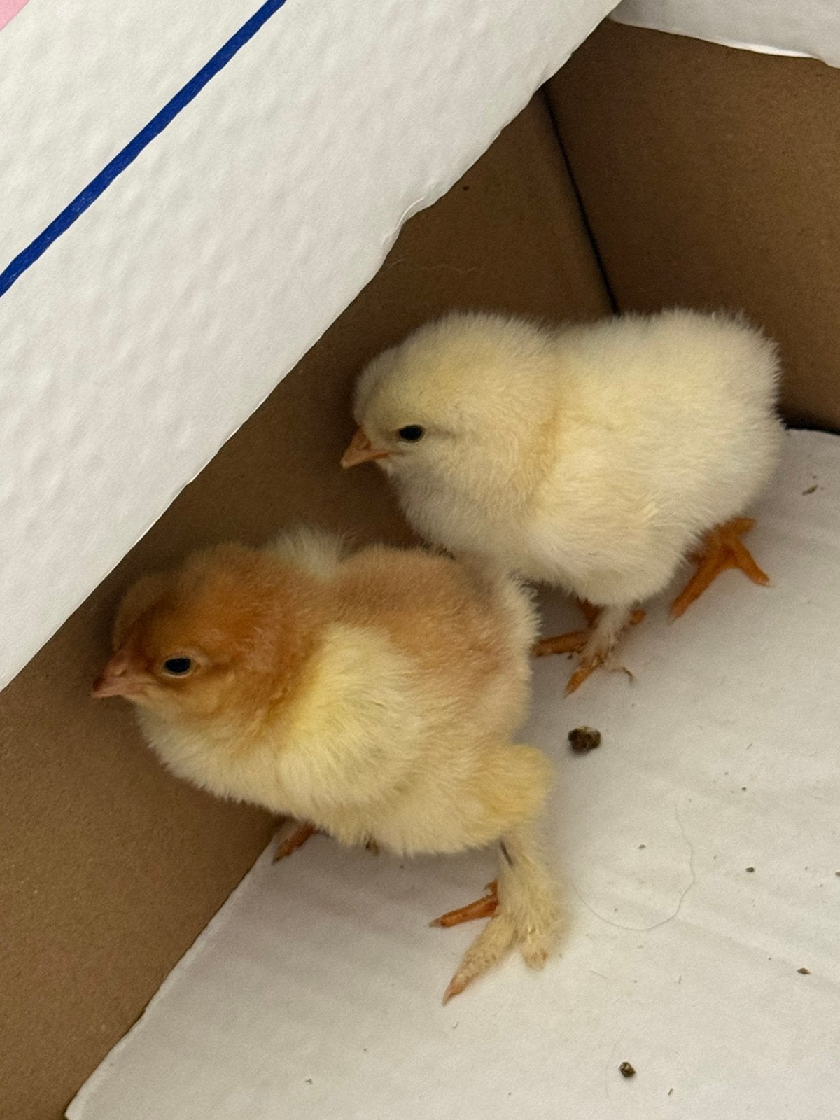 Twee legkip x brahma kuikens, Geslacht onbekend, Kip