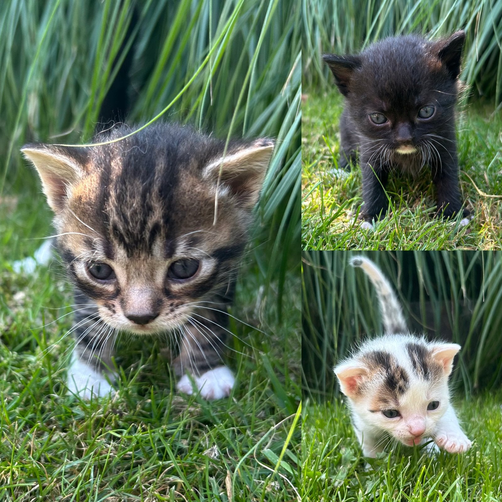 Super lieve, sociale kittens, mogen vanaf 3 aug weg, Dieren en Toebehoren, Katten en Kittens | Overige Katten, Meerdere dieren