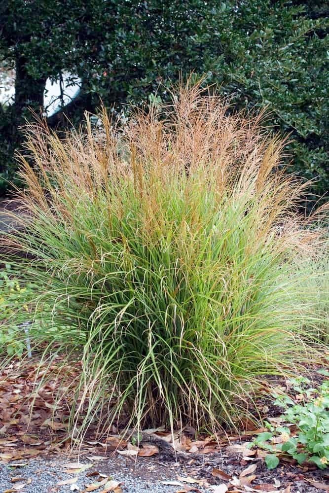 Miscanthus sinensis adagio planten p9 prachtriet, Ophalen, Siergrassen, Volle zon