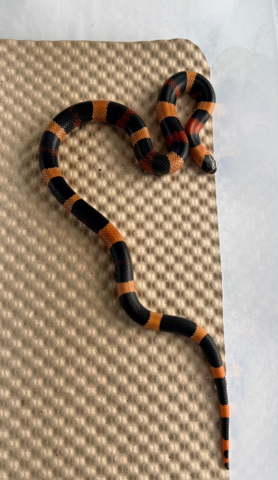 Lampropeltis Campbelli Apricot 1.0 Kingsnake photo 2