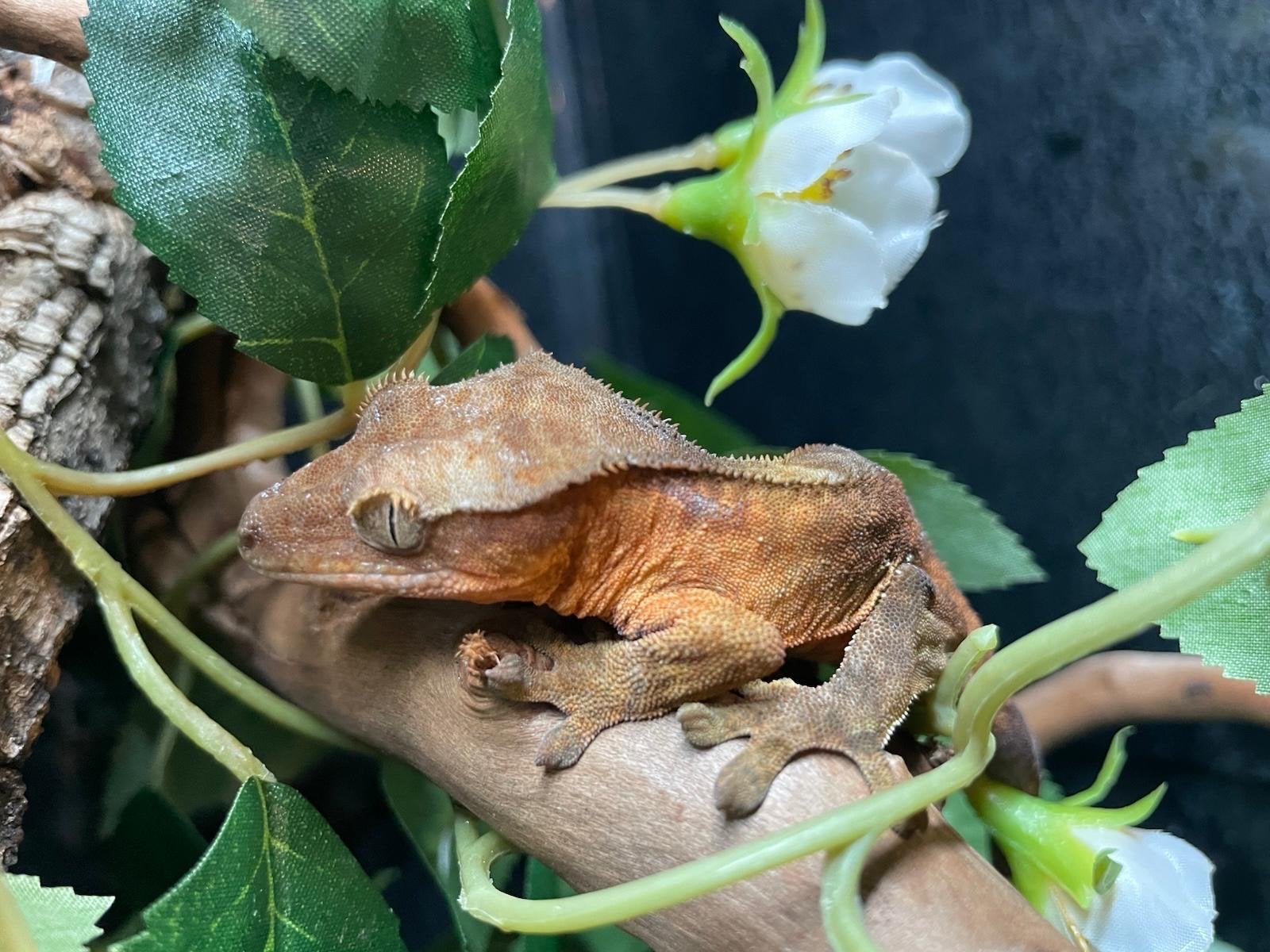 Wimper gekko (Correlophus ciliatus) Crested Gecko - unknown for sale from Igor Hagedoorn