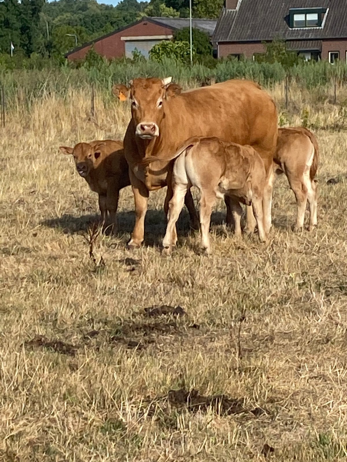Limousin zoogstellen te koop, Meerdere dieren