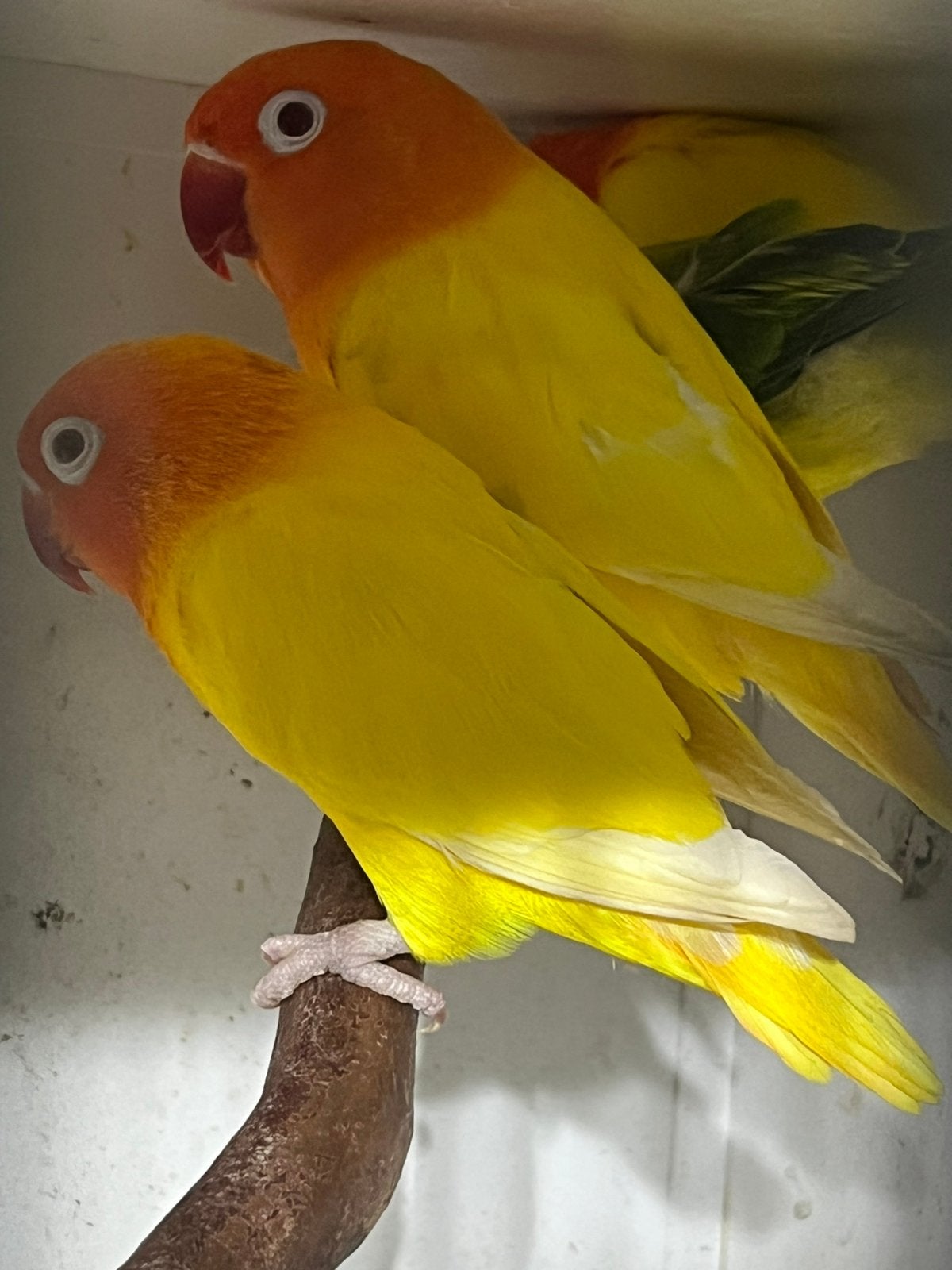 Koppel Fischeri Lutino Opaline Geringd 2023/2024, Meerdere dieren, Dwergpapegaai of Agapornis, Geringd