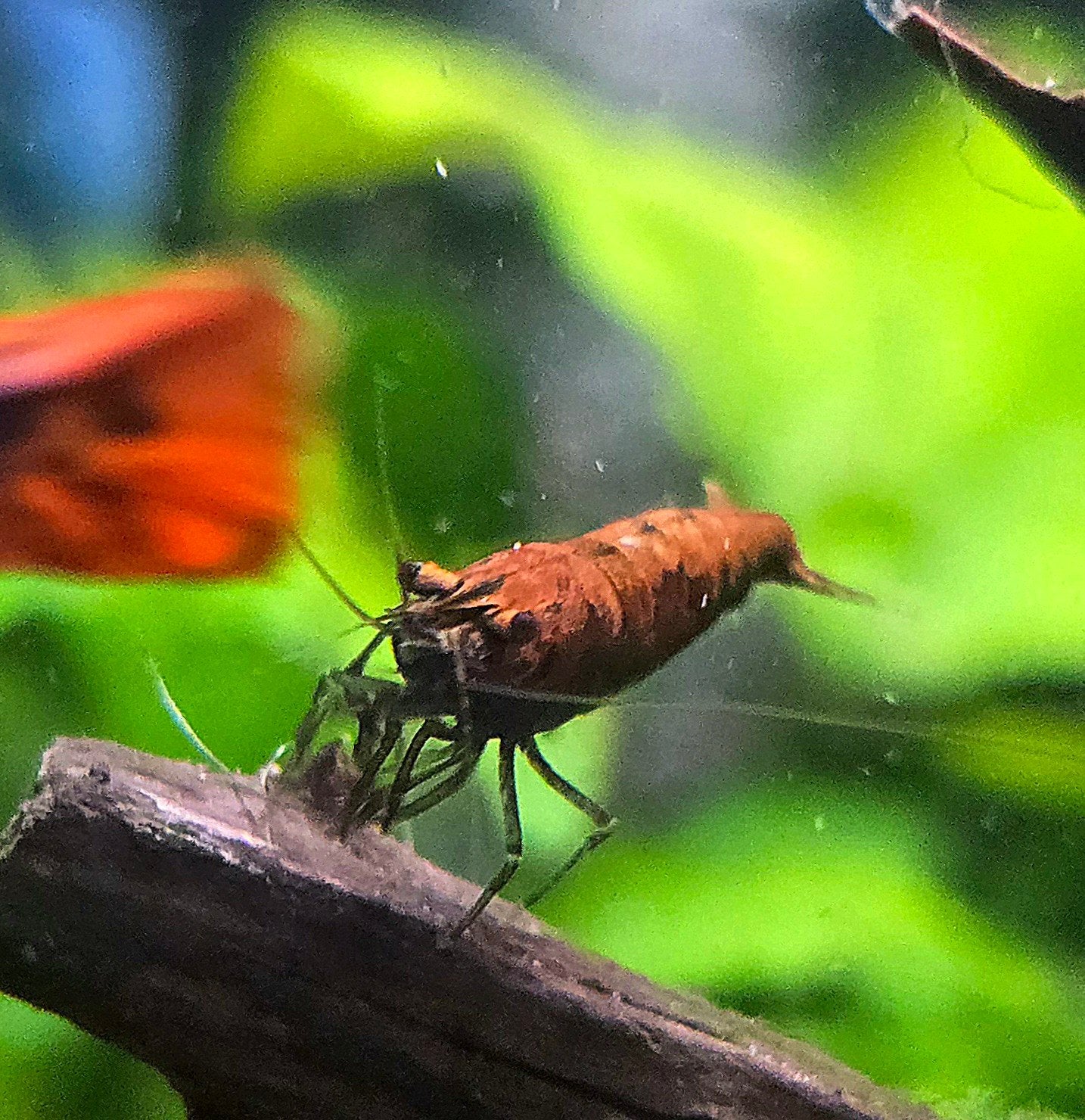 Red onyx garnalen €6ps, Dieren en Toebehoren, Vissen | Aquariumvissen, Kreeft, Krab of Garnaal