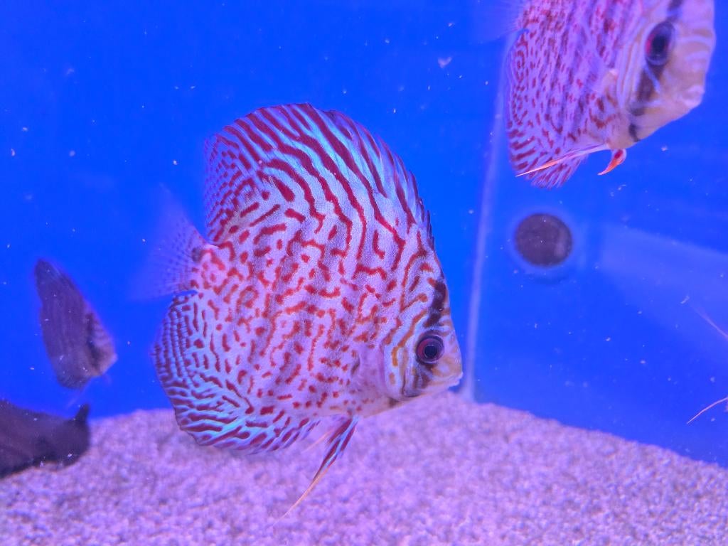 SUPER ACTIE!!! Discus Vissen OP=OP, Dieren en Toebehoren, Vis, Zoetwatervis, Schoolvis