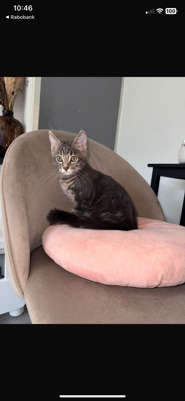 Kittens