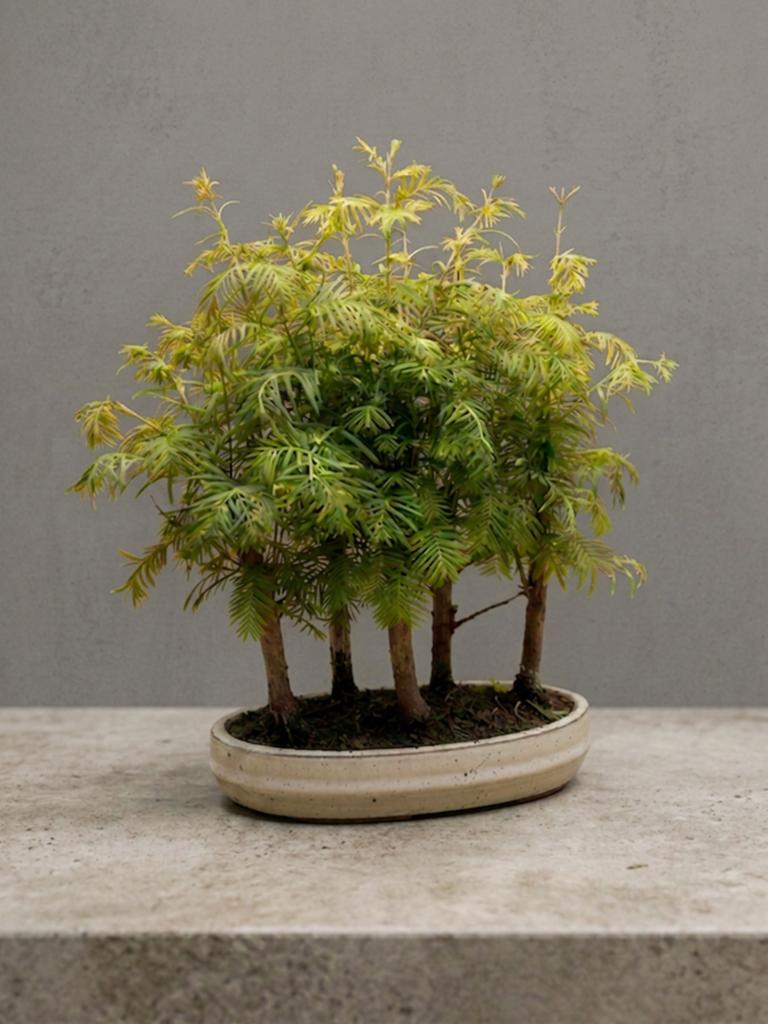 Bosje Metasequoia Bonsai Forest, Overige soorten, Volle zon, Vaste plant, Ophalen of Verzenden