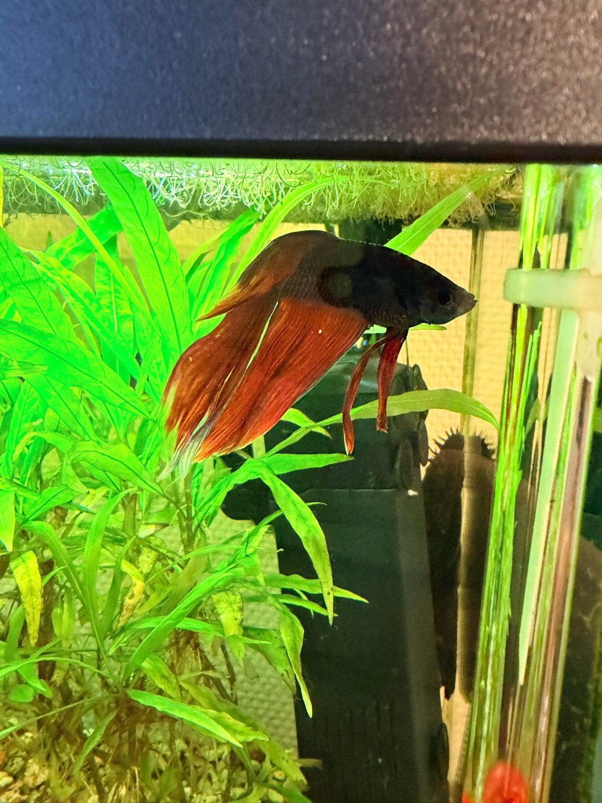 60 liter aquarium met alle toebehoren en betta spender man, Dieren en Toebehoren, Vissen | Aquariumvissen, Vis