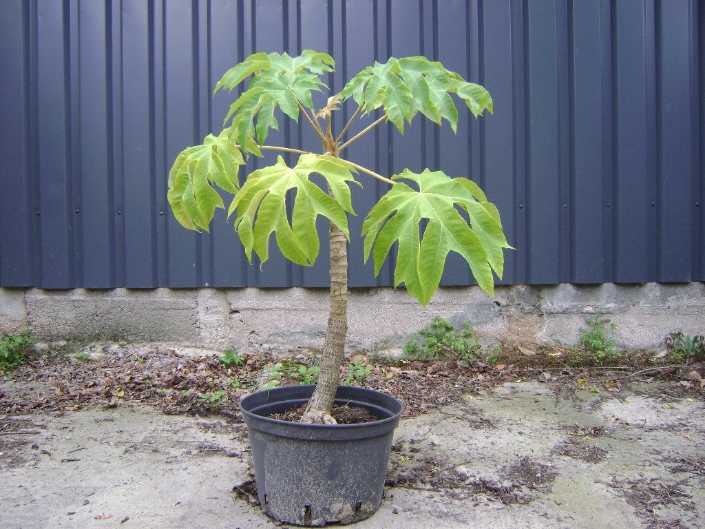Tetrapanax, Tuin en Terras, Herfst, Overige soorten, 100 tot 250 cm, Ophalen