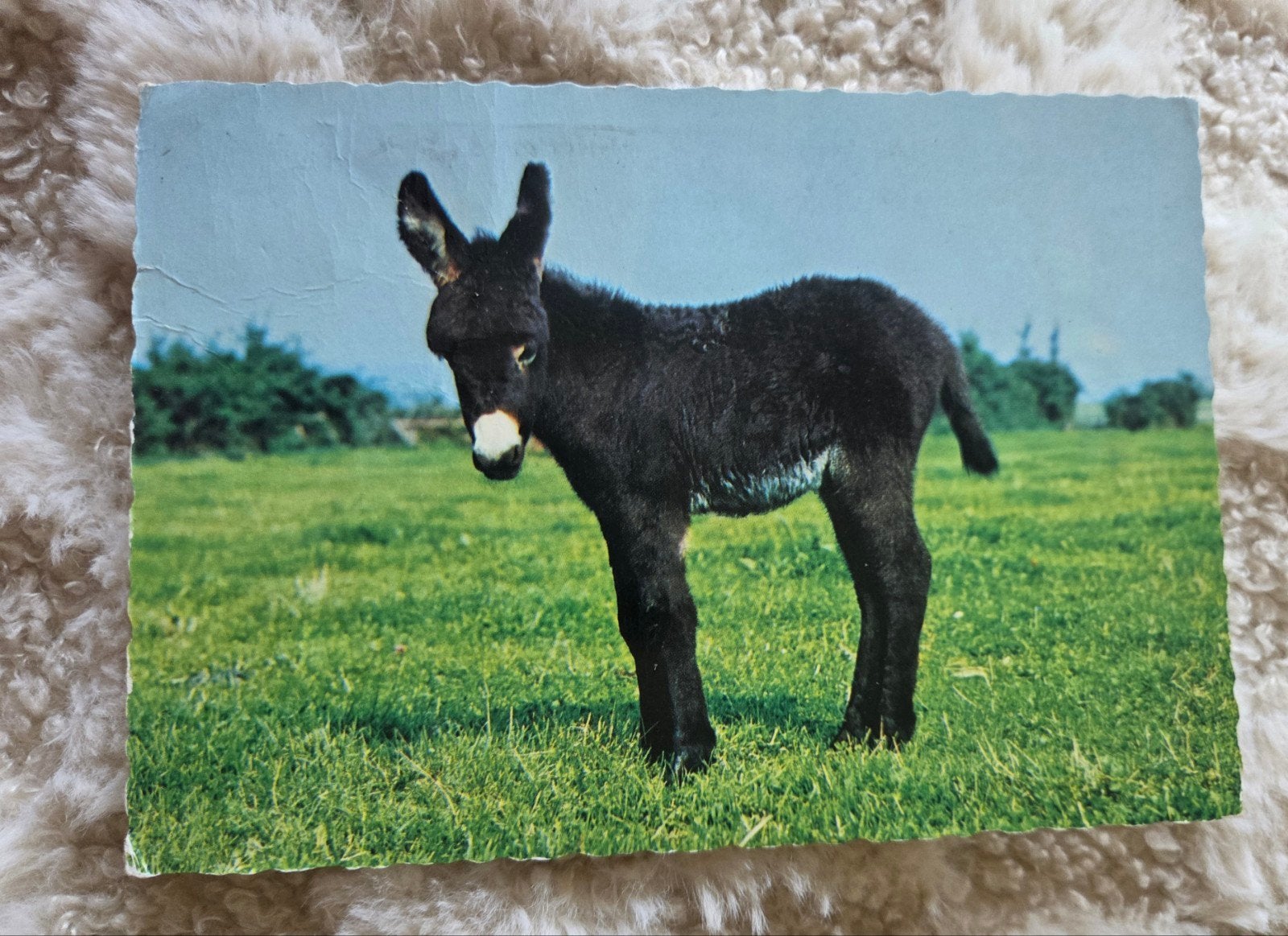 Lief ezeltje in de wei, Verzenden, 1980 tot heden, Gelopen, Overige soorten
