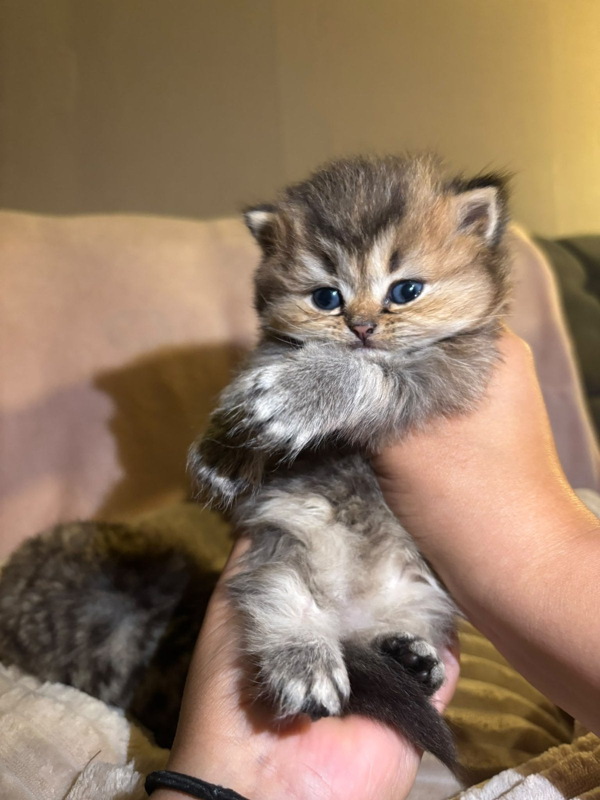 Britse korthaar kittens, Meerdere dieren, Ontwormd