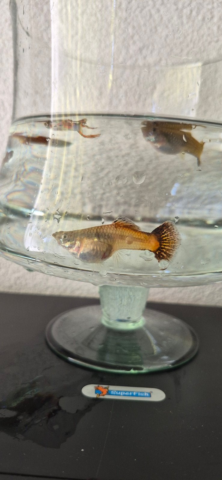 Guppies (~22 stuks) voor 5 euro., Boeken, Dieren en Huisdieren, Ophalen, Gelezen, Vissen