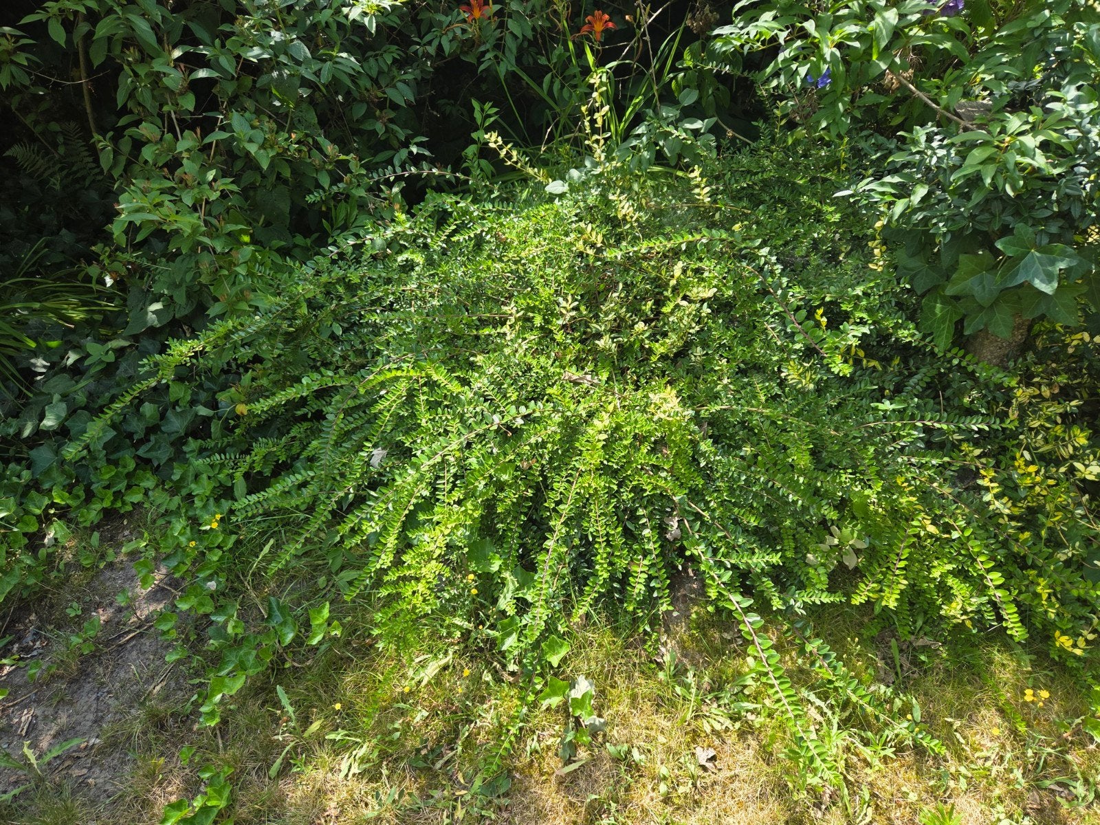 Diverse planten gratis uit te steken, Tuin en Terras, Ophalen, Overige soorten