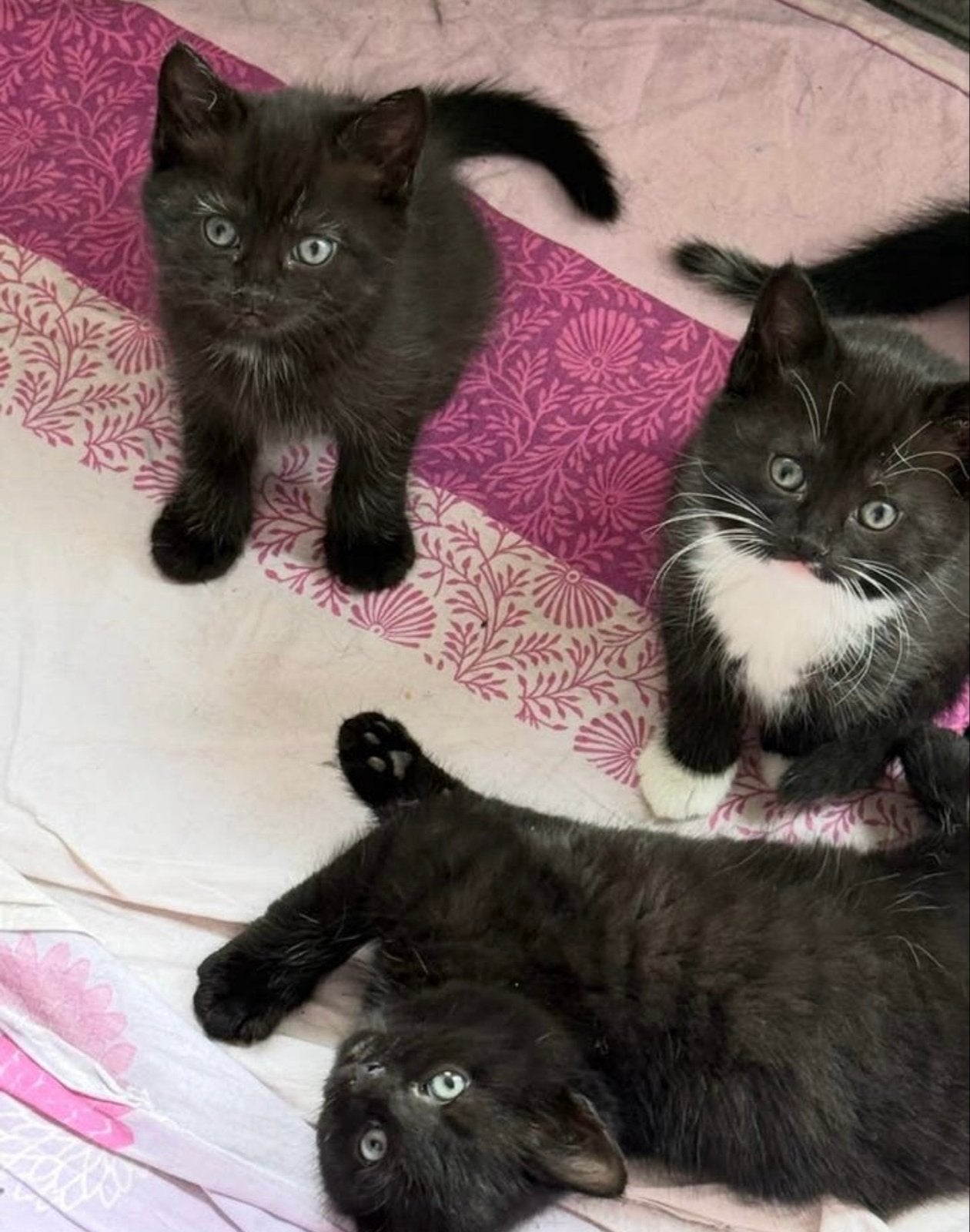 Kitten, Dieren en Toebehoren, Katten en Kittens | Overige Katten, Poes, 0 tot 2 jaar