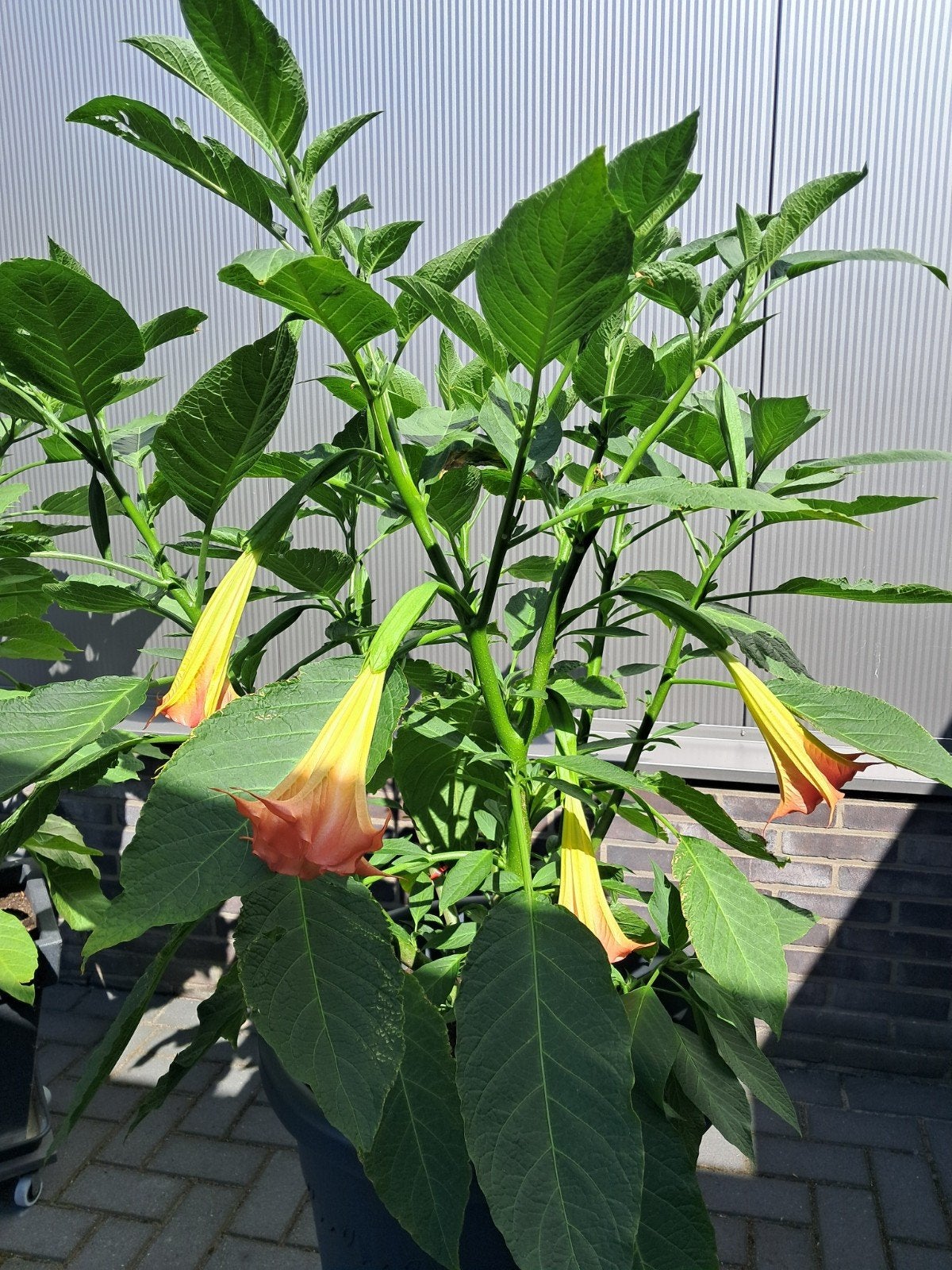 Brugmansia stekken, Tuin en Terras, Overige soorten, Minder dan 100 cm, Zomer, Ophalen