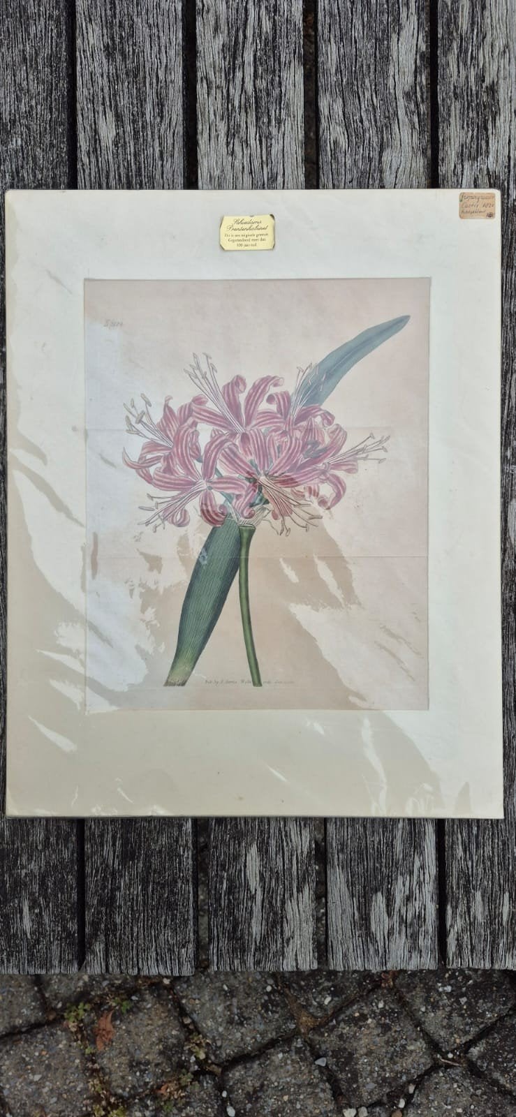 Originele ingekleurde kopergravure, Curtis 1820.

Aangeboden, Ophalen of Verzenden
