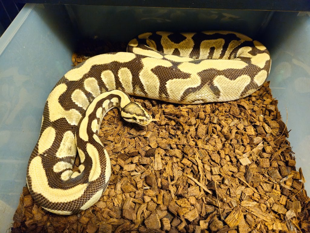 0.1 Harlequin Yellow Belly Desert Ghost - PROVEN BREEDER, Dieren en Toebehoren, Reptielen en Amfibieën, Slang, 0 tot 2 jaar