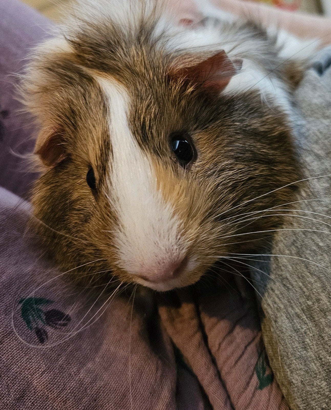 Cavia Bobo van 14/15 weken met verblijf zoekt een thuis!, Dieren en Toebehoren, Cavia, Februari, Mannelijk, Tam