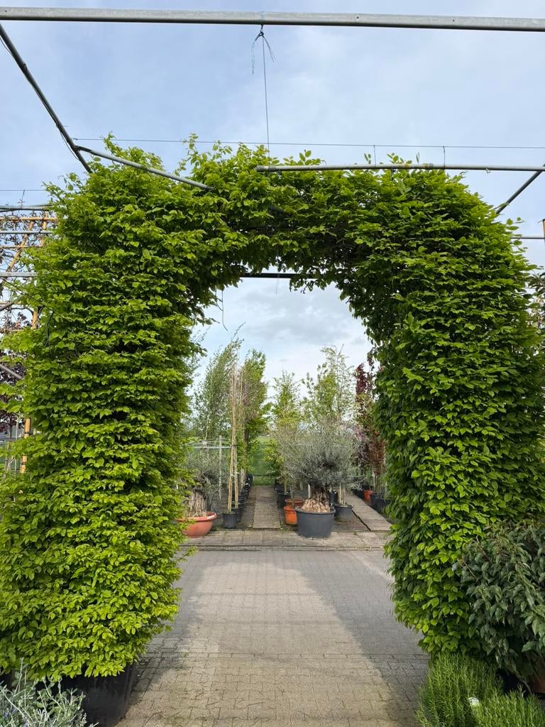 Carpinus betulus boogvorm 300-350cm, Tuin en Terras, Ophalen, Haagbeuk, Haag, 250 cm of meer