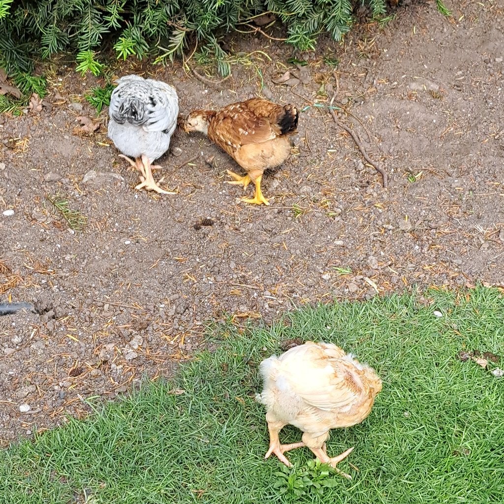 boeren mix kuikens, Meerdere dieren, Kip