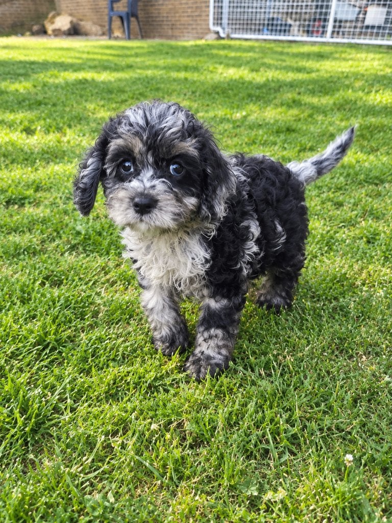 F1 mini cockapoo pups, mogen het nest verlaten, België, Particulier, Overige rassen, 8 tot 15 weken