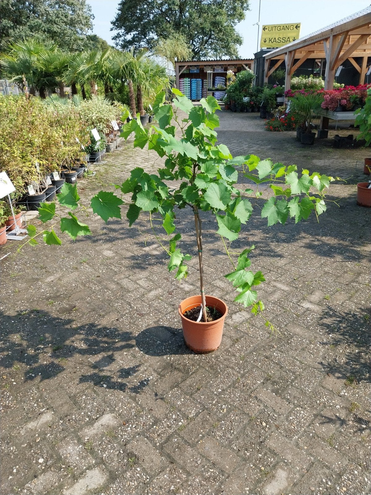 Vitis Vinifera op stam - Druivenboom voor uw tuin, Ophalen, Volle zon, Vaste plant, Zomer