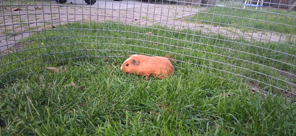 Jonge cavia's, Dieren en Toebehoren, Cavia, Augustus, Meerdere dieren, Tam