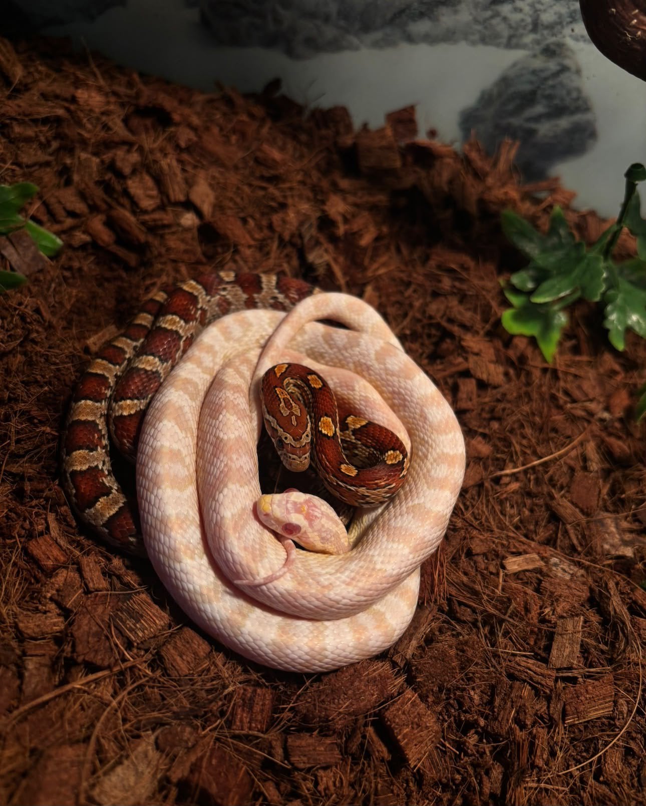 Jonge rattenslangen te koop. Mogen  al verhuizen Rat Snake photo 9