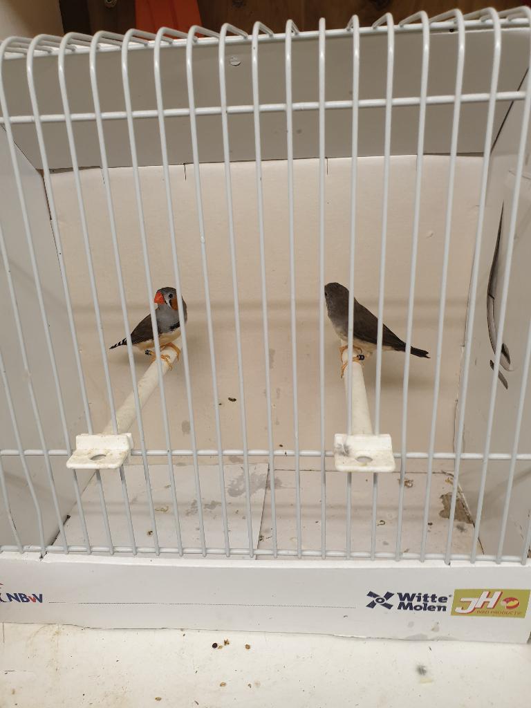 Zuiver kleine timor zebravinken TT klassen, Dieren en Toebehoren, Vogels | Overige Vogels, Meerdere dieren, Tropenvogel, Geringd