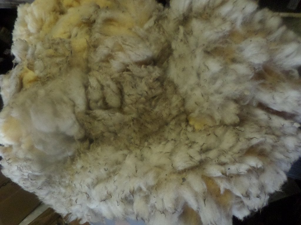 Clun Forrest wolvacht 4kg Spinwol spinnen nagezien van af, Ophalen of Verzenden, Nieuw, Spinwol