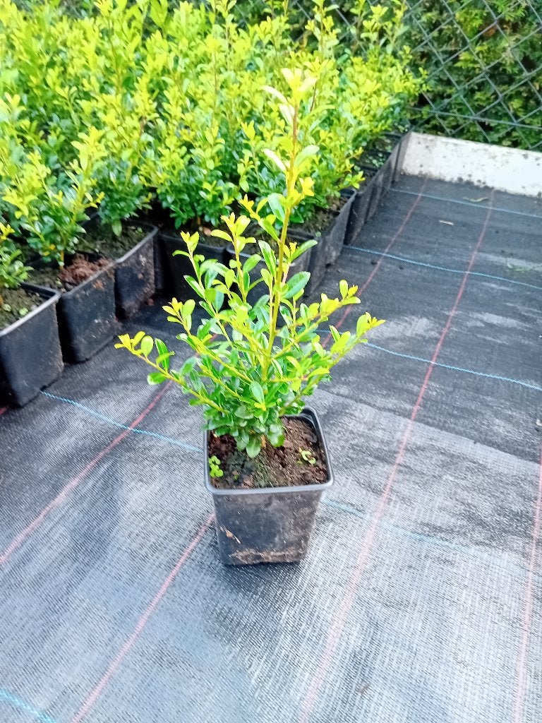Ilex Luxus, Ophalen, Bloeit niet, Overige soorten, Halfschaduw