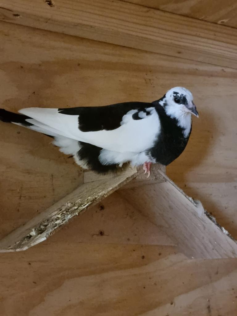 3 jonge duiven gratis, Dieren en Toebehoren, Vogels | Duiven, Meerdere dieren, Overige soorten