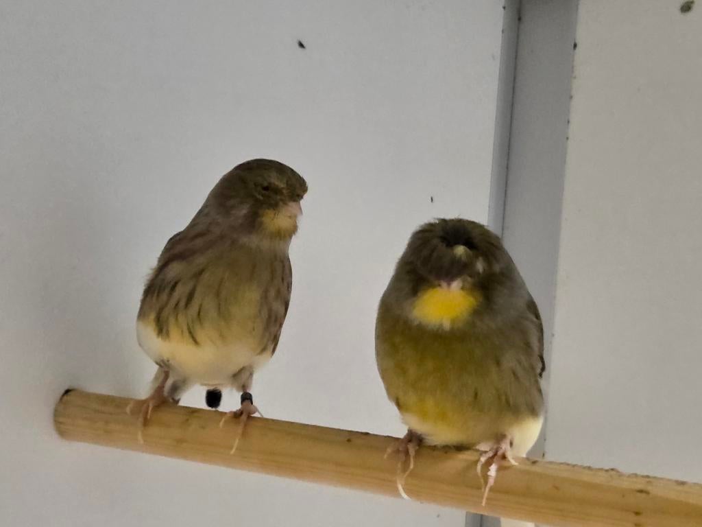 1-3 Glosters, Dieren en Toebehoren, Vogels | Overige Vogels, Meerdere dieren