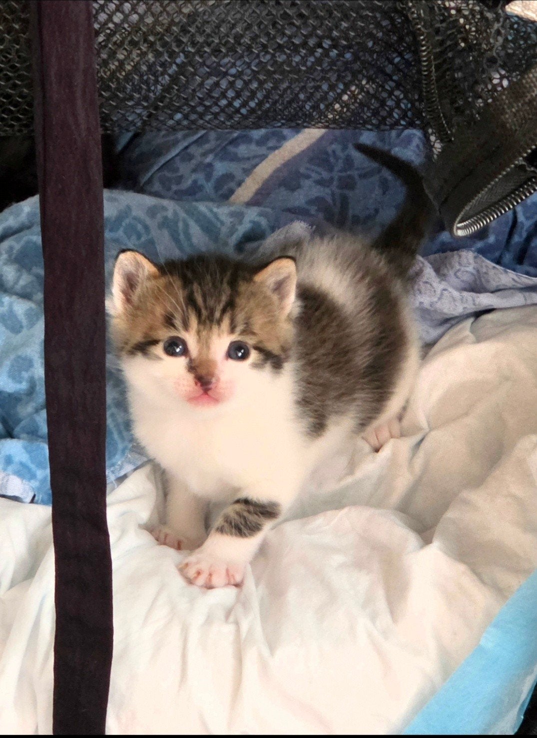 Lieve kittens zoeken een nieuw huis️, Meerdere dieren, Kortharig, 0 tot 2 jaar