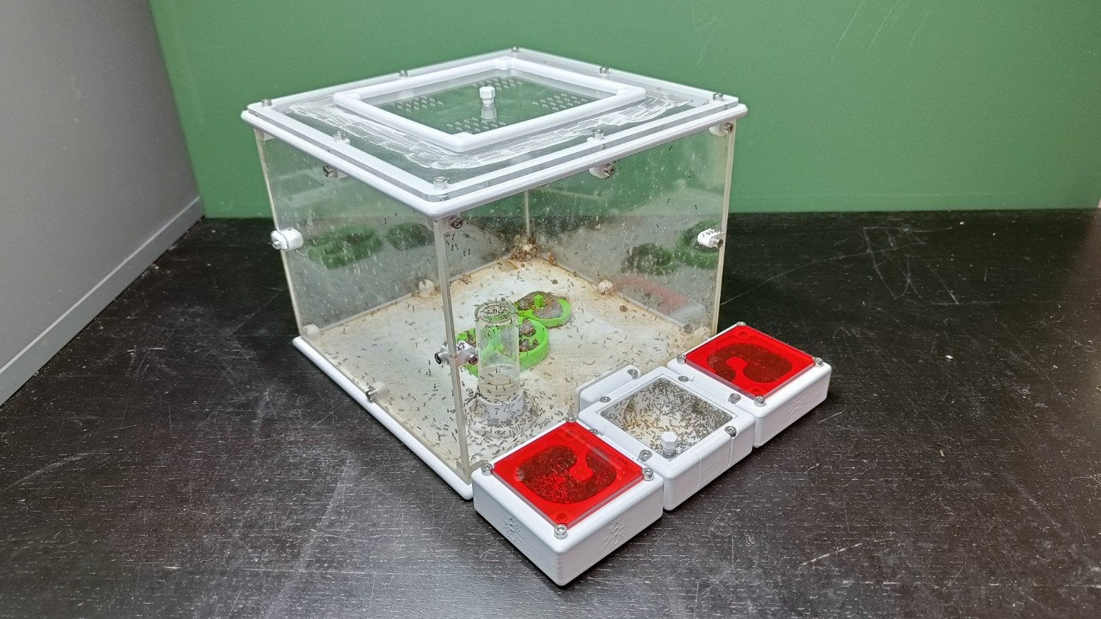 20+ Koningin Monomorium Subopacum mieren kolonie inc setup, Mieren