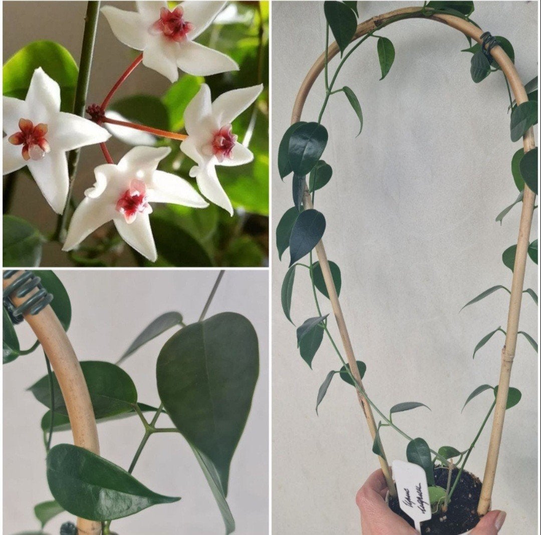 Grote gewortelde stek van Hoya Iris Marie, Huis en Inrichting, Kamerplanten, Ophalen of Verzenden