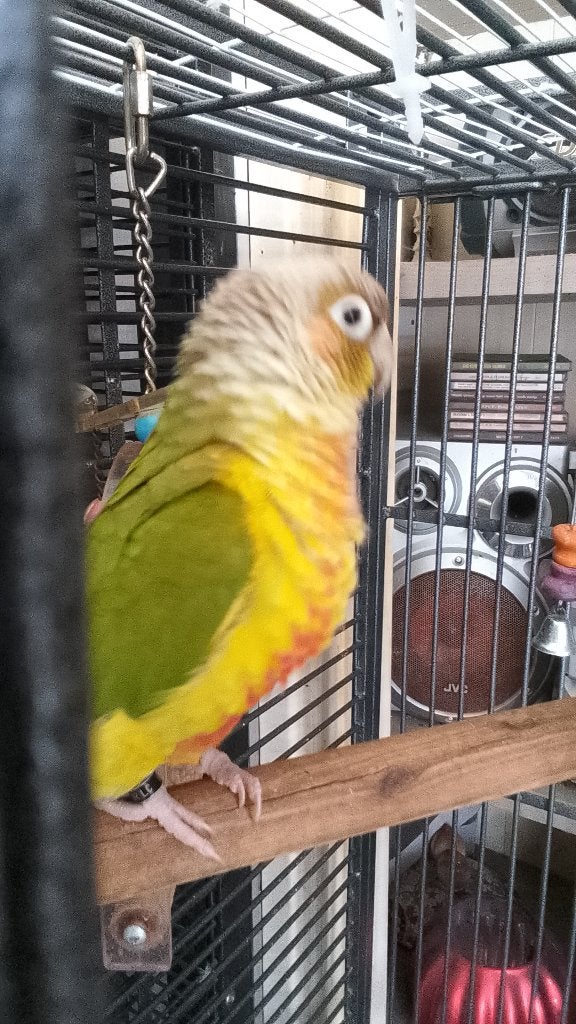 Pyrrhura papegaai soort pop met roscollie, Vrouwelijk, Papegaai, Geringd