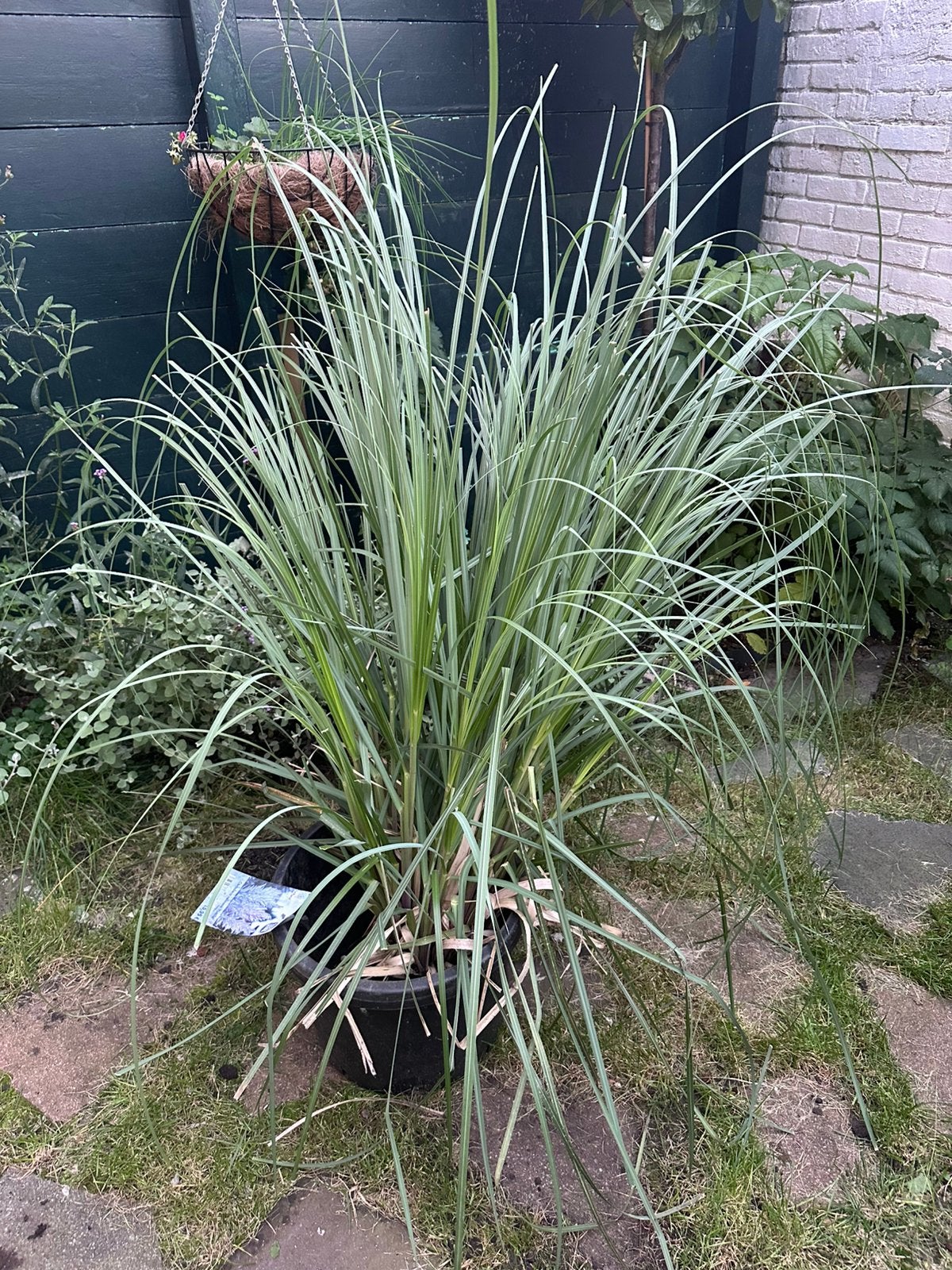 Tuinplanten - Pampasgras en Oranjezegge, Ophalen, Siergrassen, Halfschaduw