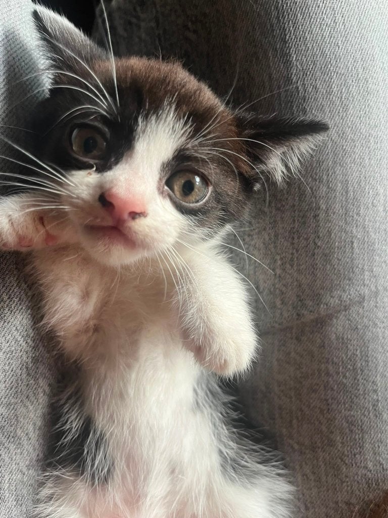 Kittens, Meerdere dieren, Ontwormd, 0 tot 2 jaar
