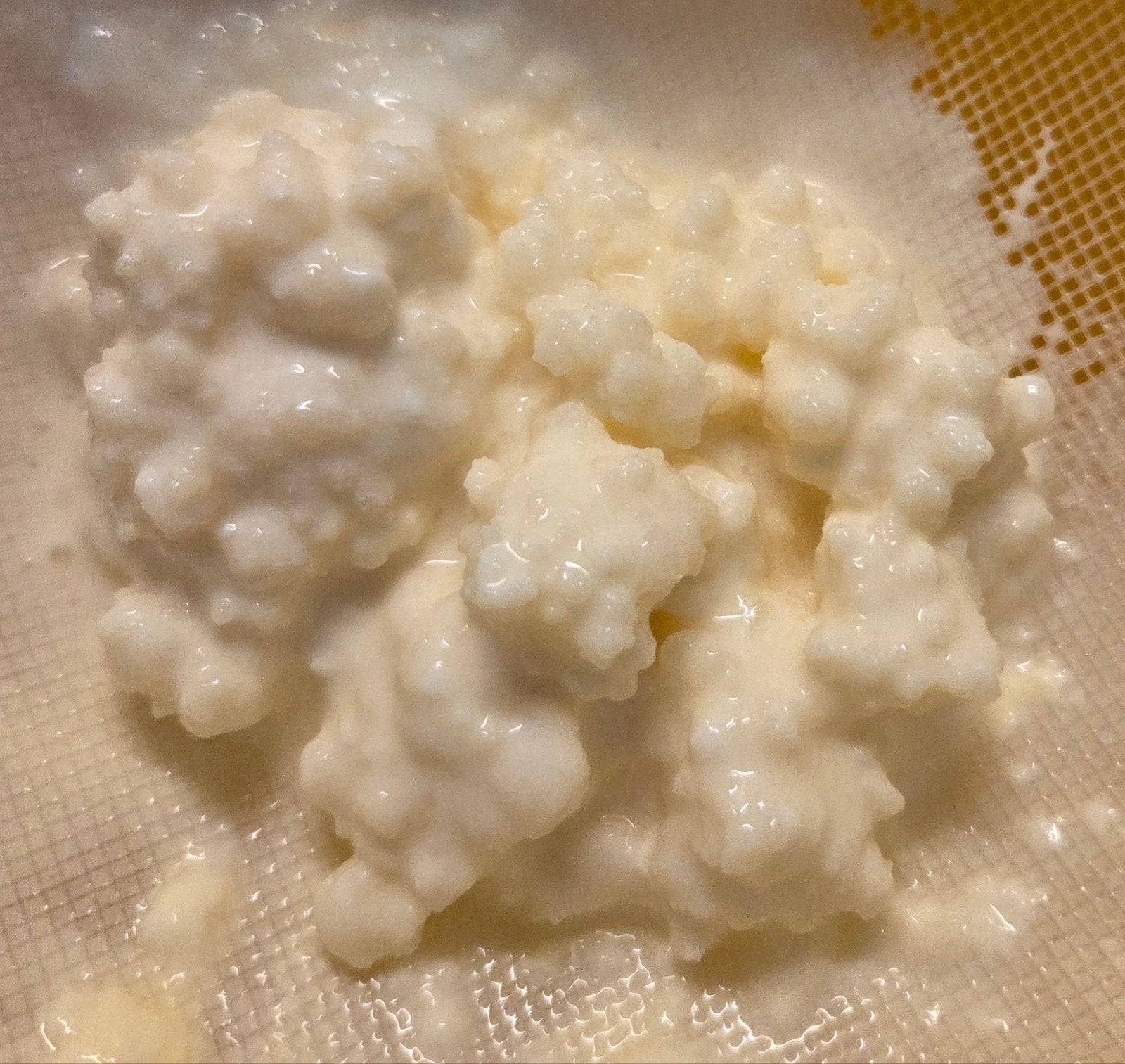 Portie melk kefir korrels 50 gram, Ophalen