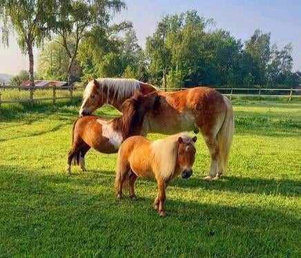 Verzorgers gezocht pony's