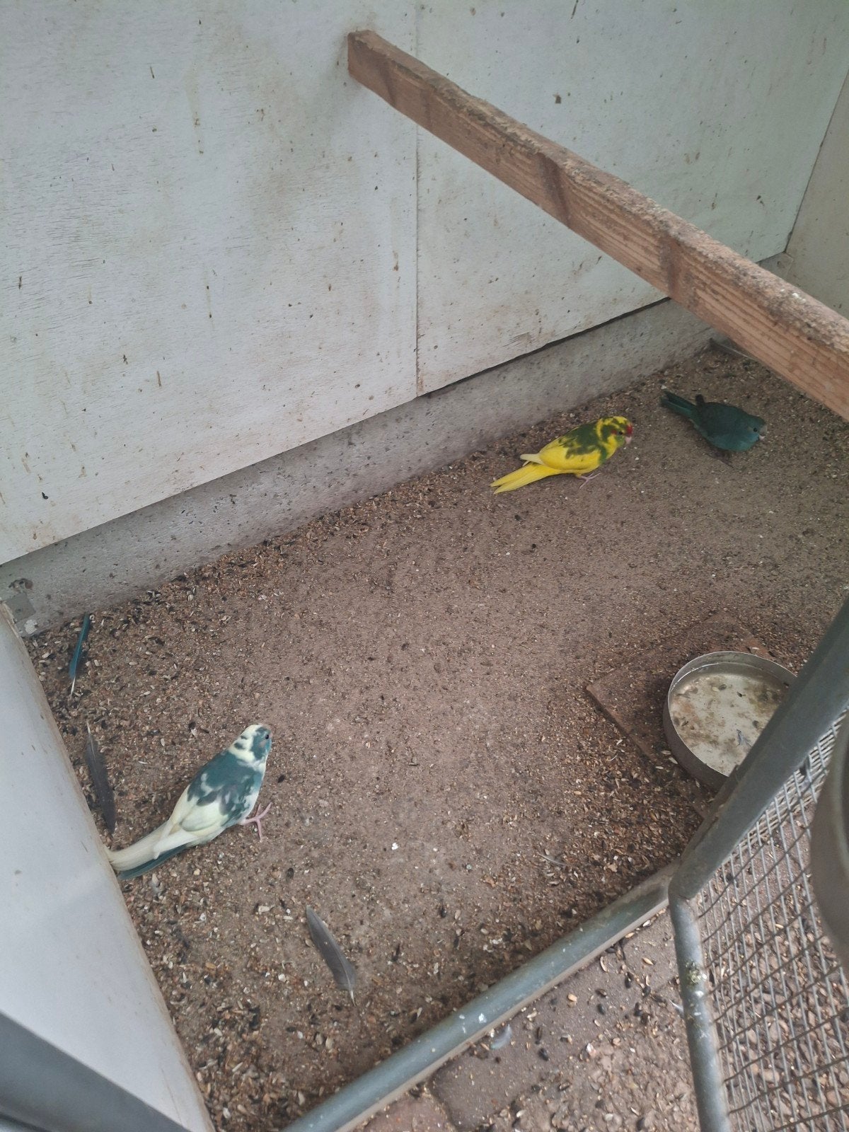 kakarikis, Meerdere dieren, Dwergpapegaai of Agapornis, Tam