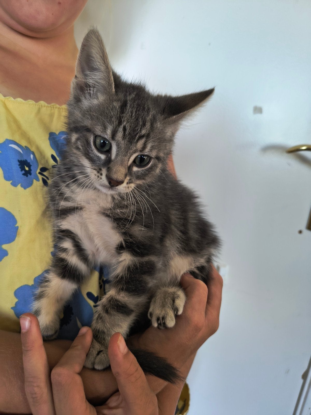 prachtige kittens, 2 x poes 3 x kater, Dieren en Toebehoren, Katten en Kittens | Overige Katten, Meerdere dieren, Kortharig, 0 tot 2 jaar