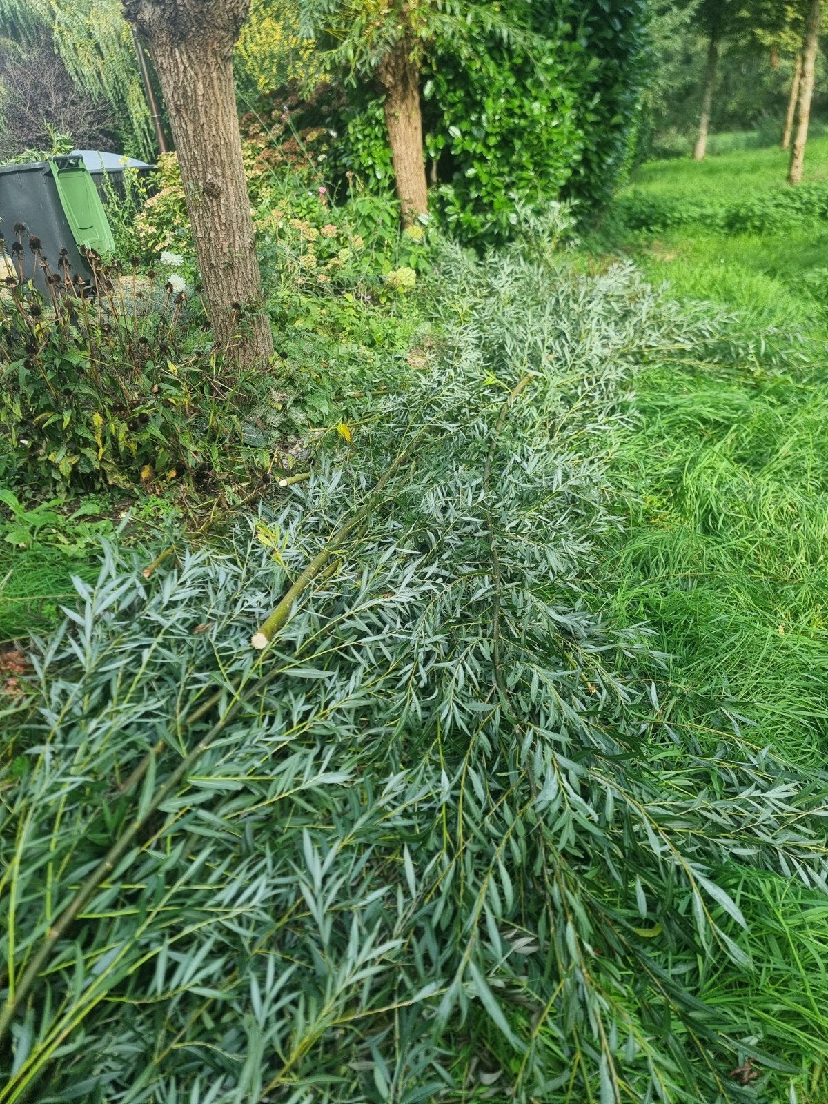 wilgen takken, Ophalen, Overige soorten, Minder dan 100 cm