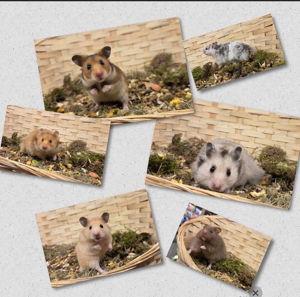 Lieve goudhamsters ( man)van fokker, tam,direct beschikbaar, Hamster, April, Mannelijk, Tam