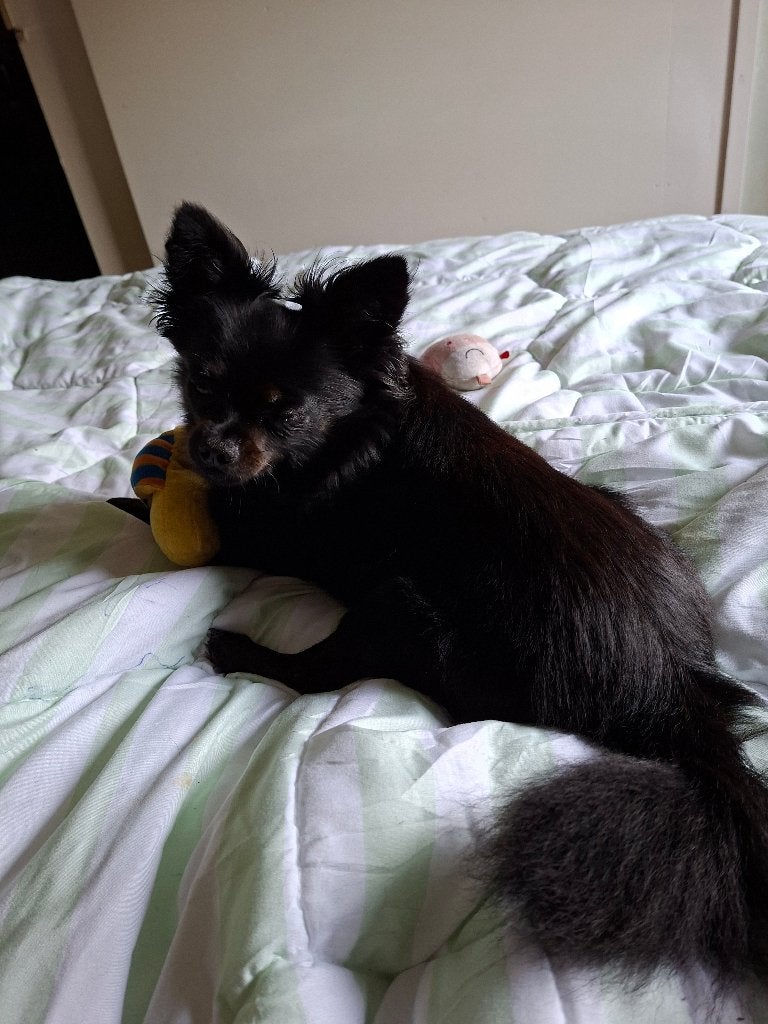 Chihuahua, Dieren en Toebehoren, Reu, 1 tot 2 jaar, Eén hond, Chihuahua