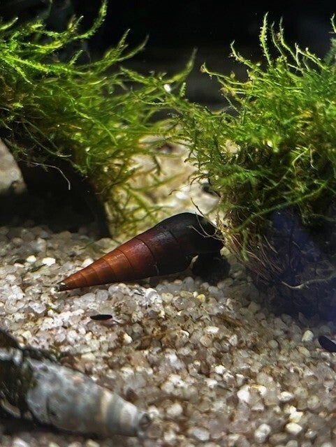 Faunus Sp. Cappuccino Aquariumslak, Slak of Weekdier, Zoetwatervis