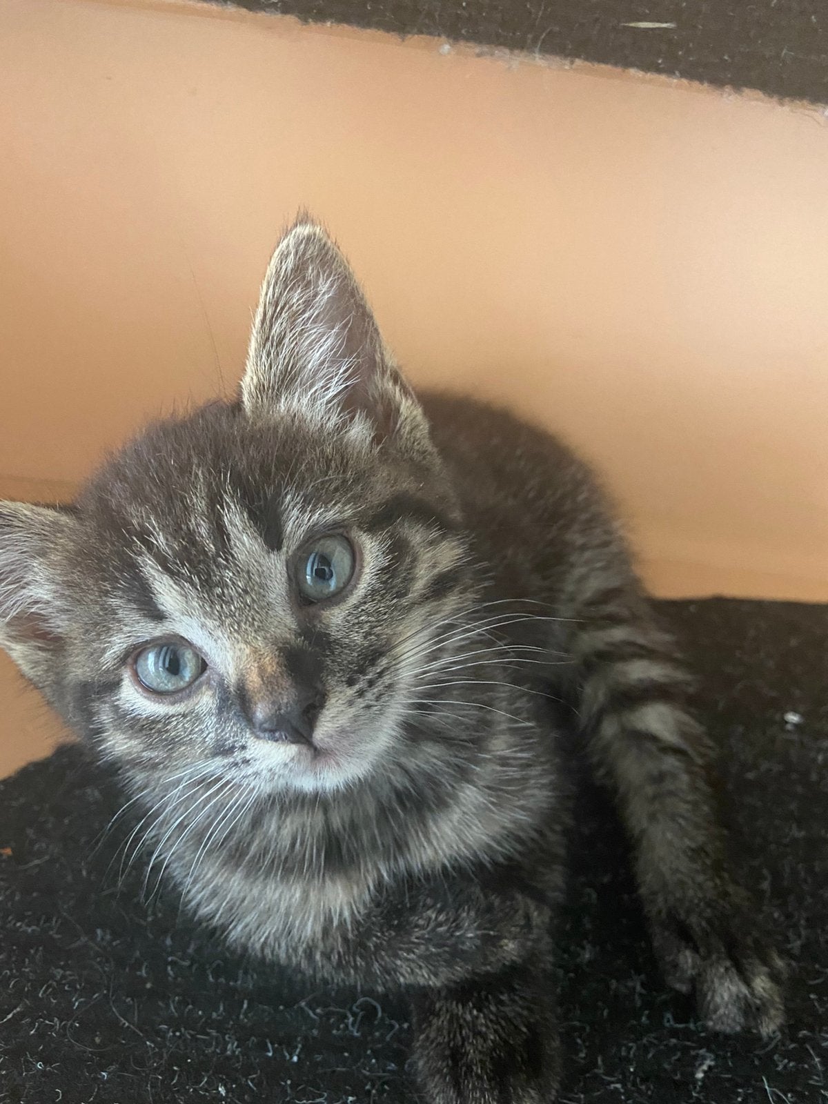 tabby kittens, Dieren en Toebehoren, Meerdere dieren
