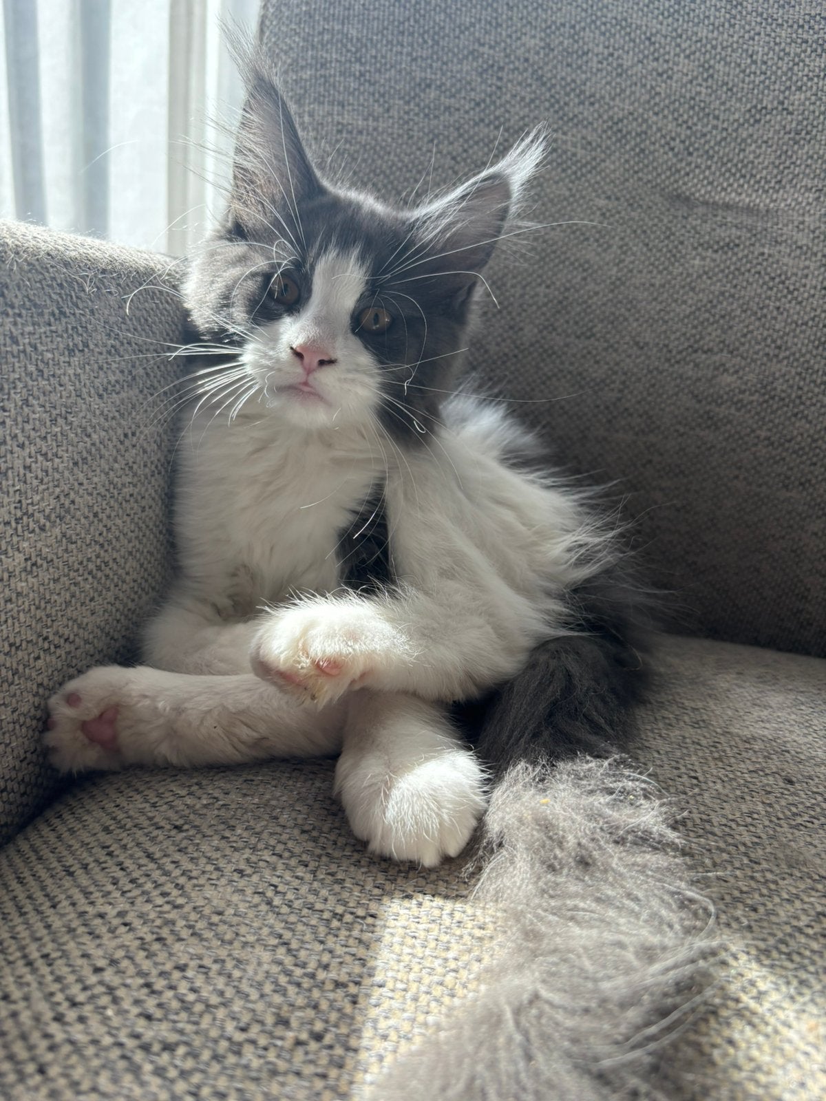 Prachtige Maine Coon dame Guusje zoekt gouden mandje 🩷, Poes, Gechipt, 0 tot 2 jaar