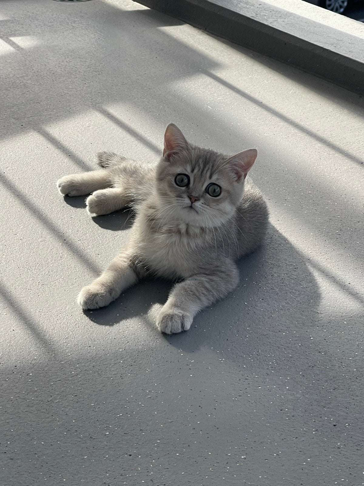 Grijze Britse Korthaar, Dieren en Toebehoren, Kater